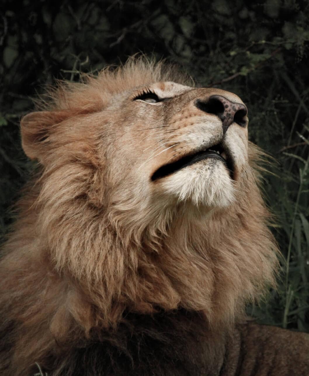 Northern Sabi Sands, South Africa