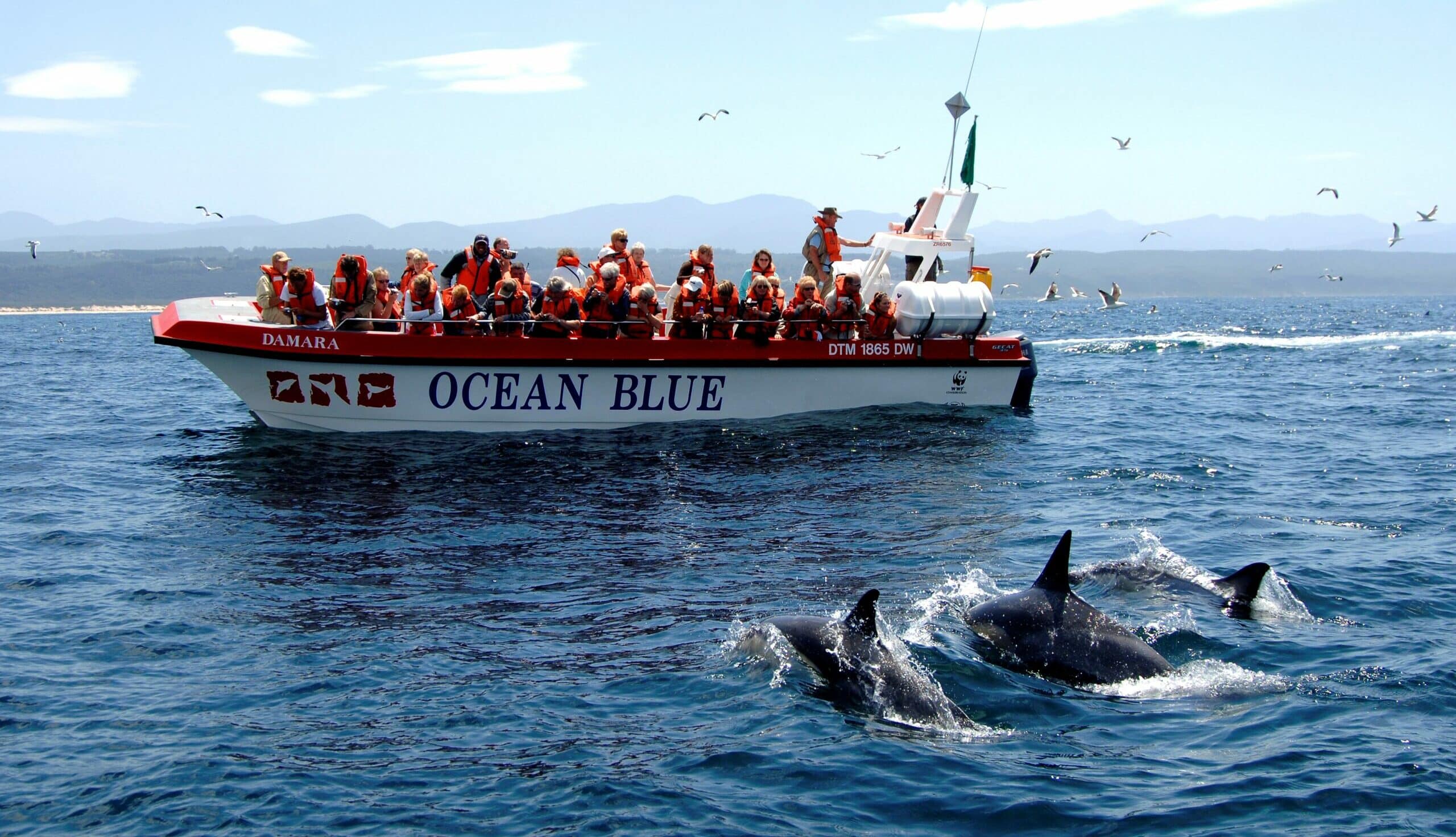 Plettenberg Ocean Safari