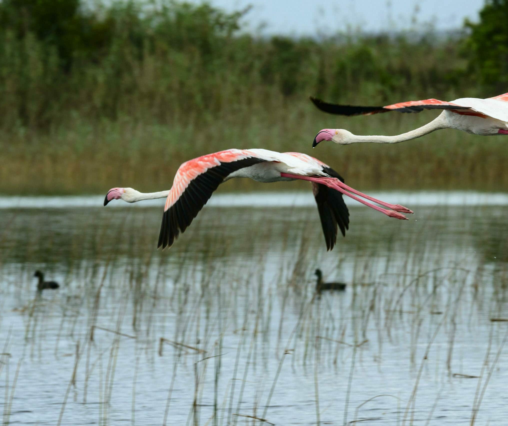 Flamingoes in flight