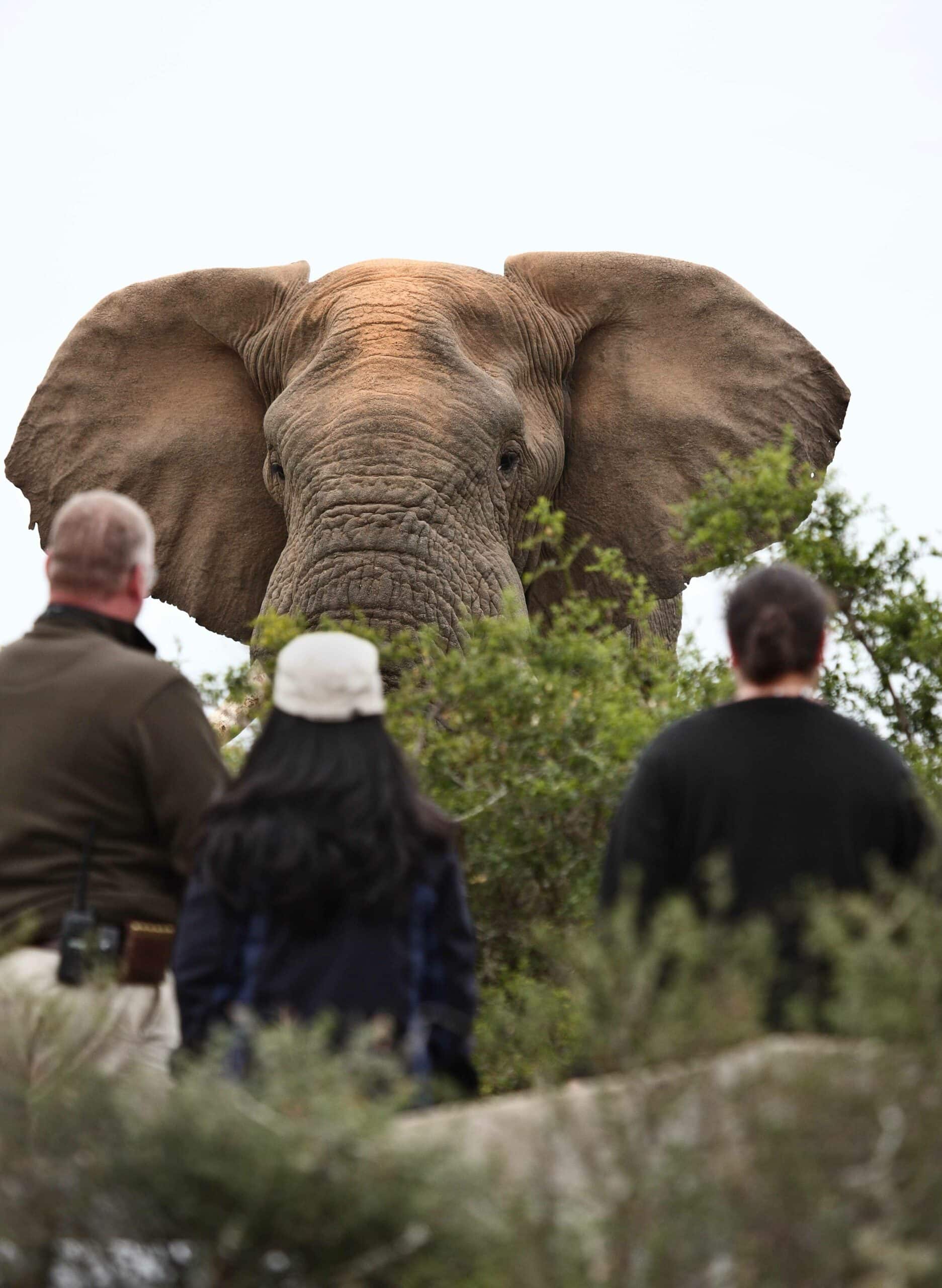 Kwandwe Game Reserve, South Africa