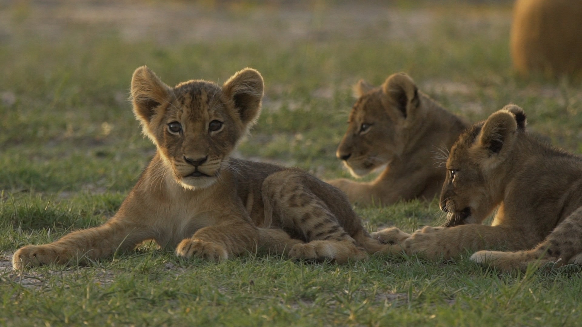 Madikwe Game Reserve, South Africa