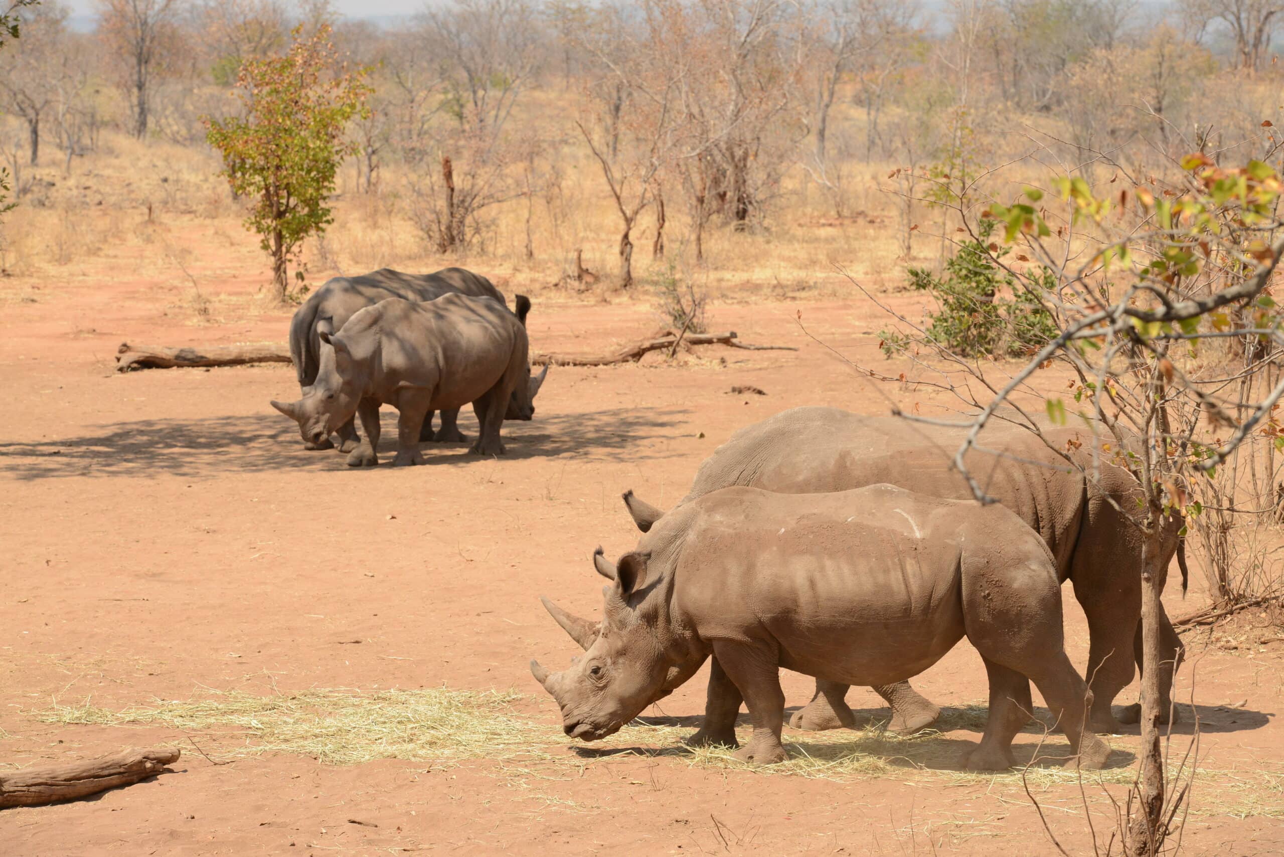Mosi oa Tunya Walking Safari _1