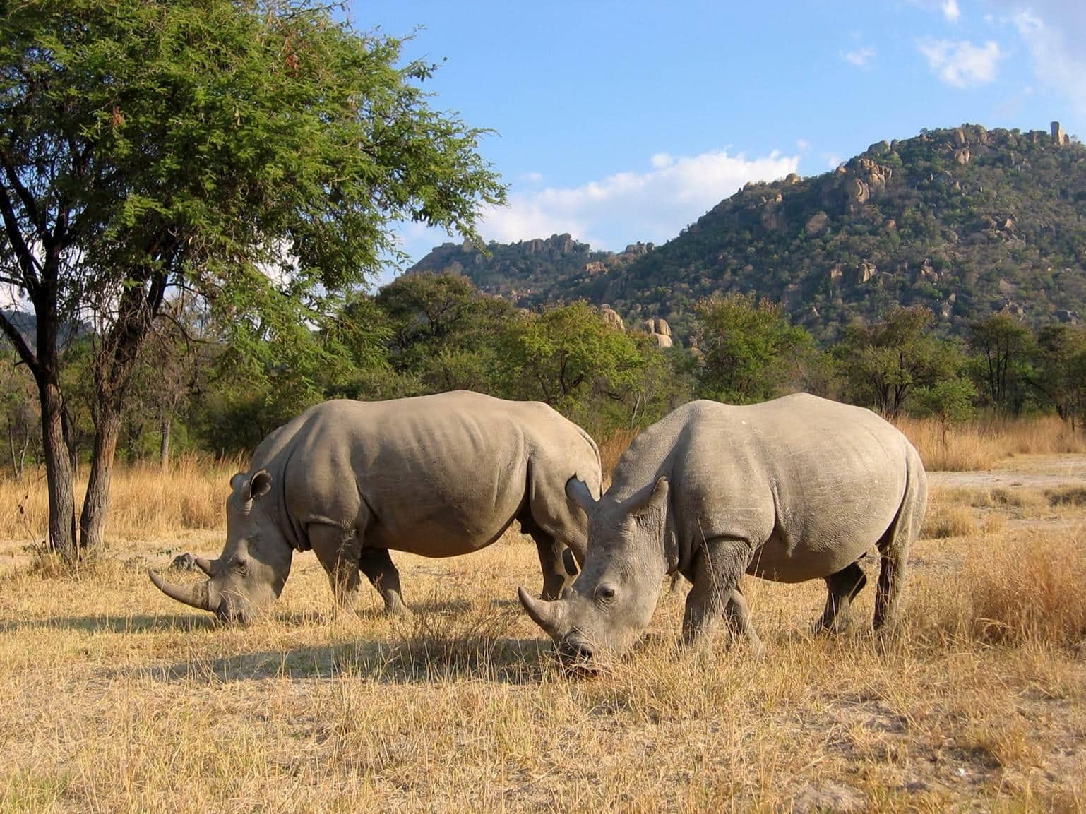 Walking with Rhinos