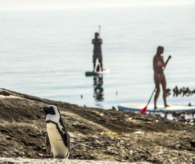 SUP with Penguins - Stand Up Paddle near Boulders, Simon's Town (2)