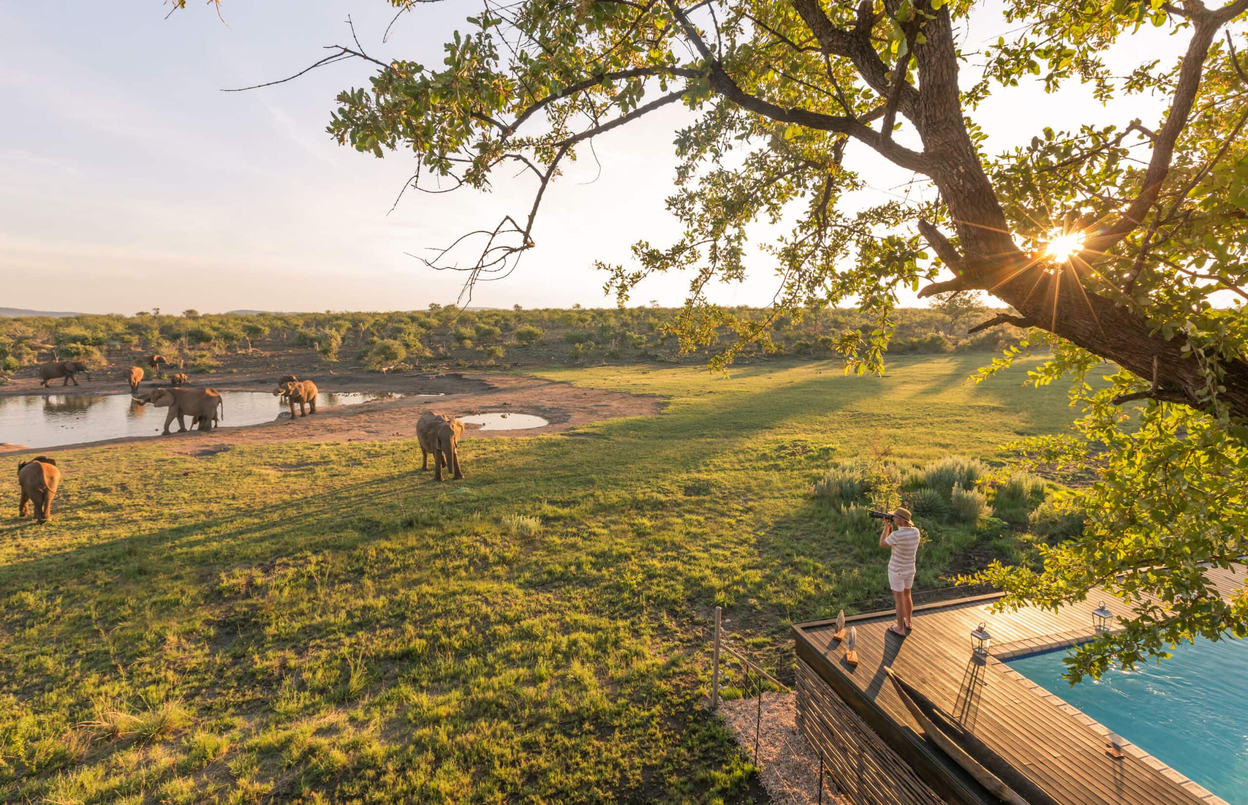Waterhole View with Elephants at Jamala
