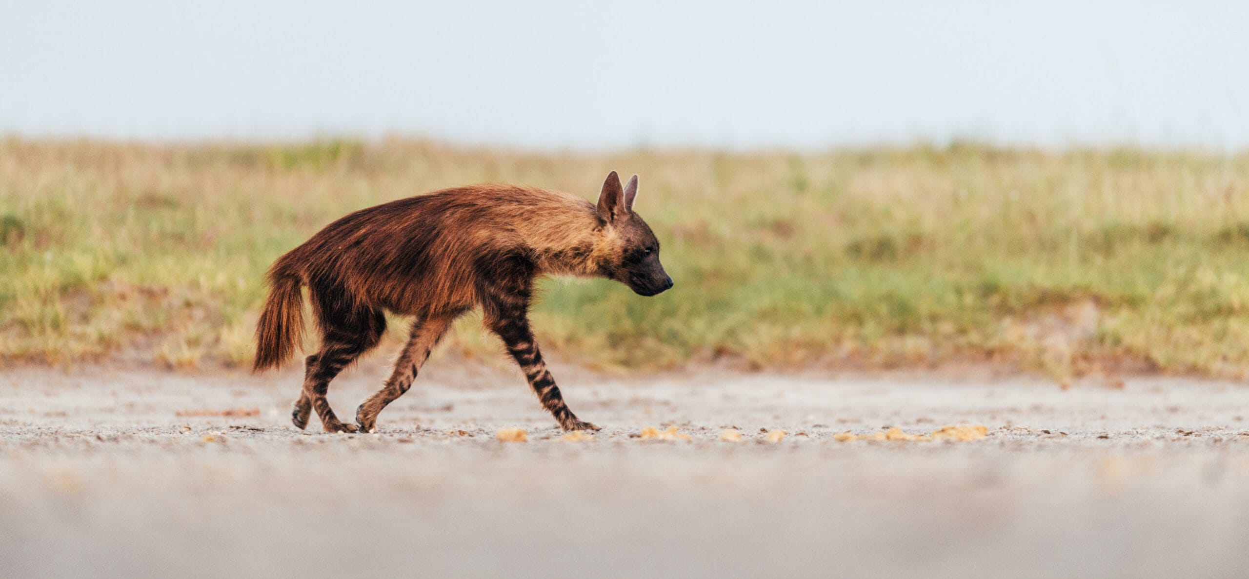 Makgadikgadi, Botswana