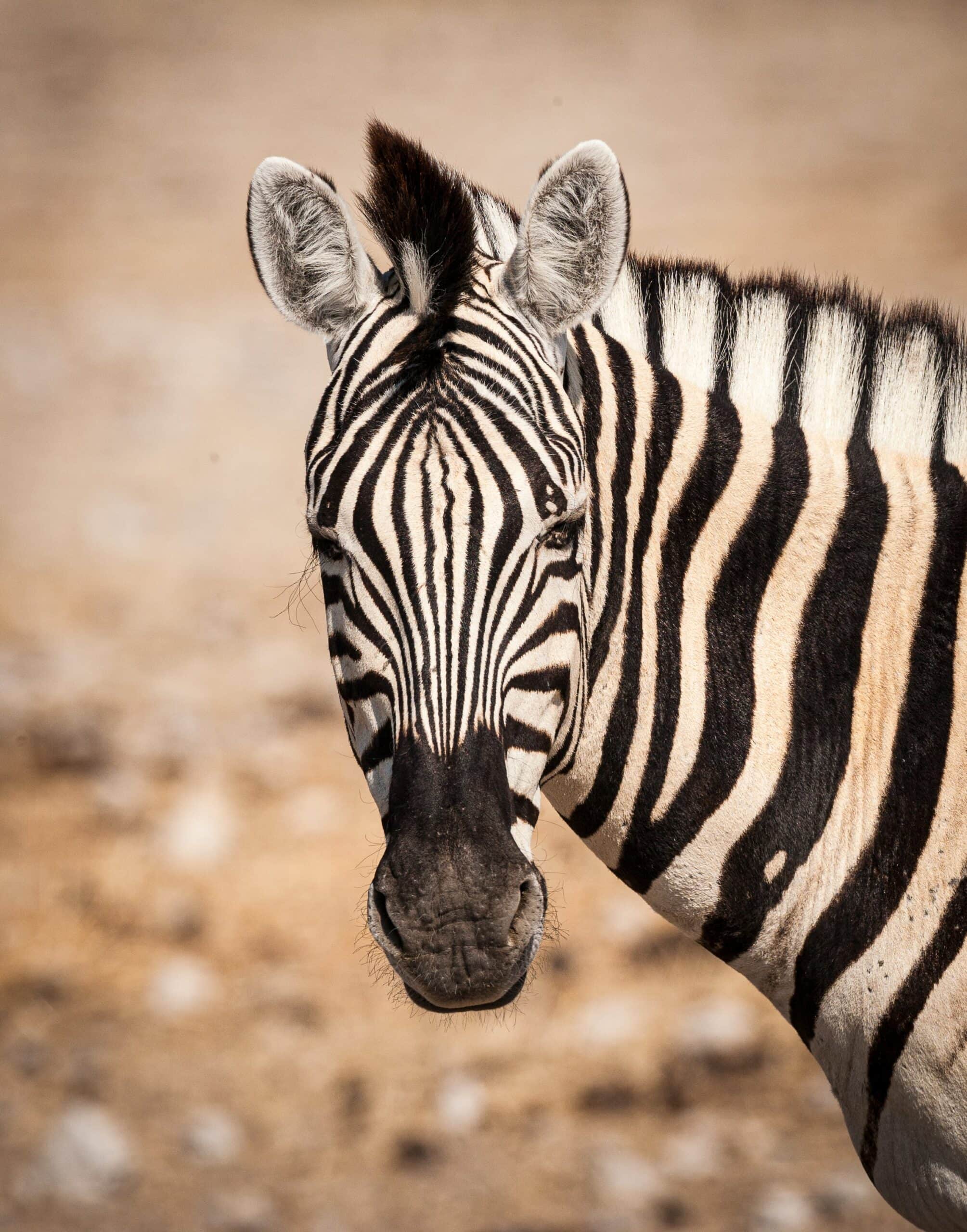 Etosha National Park, Namibia