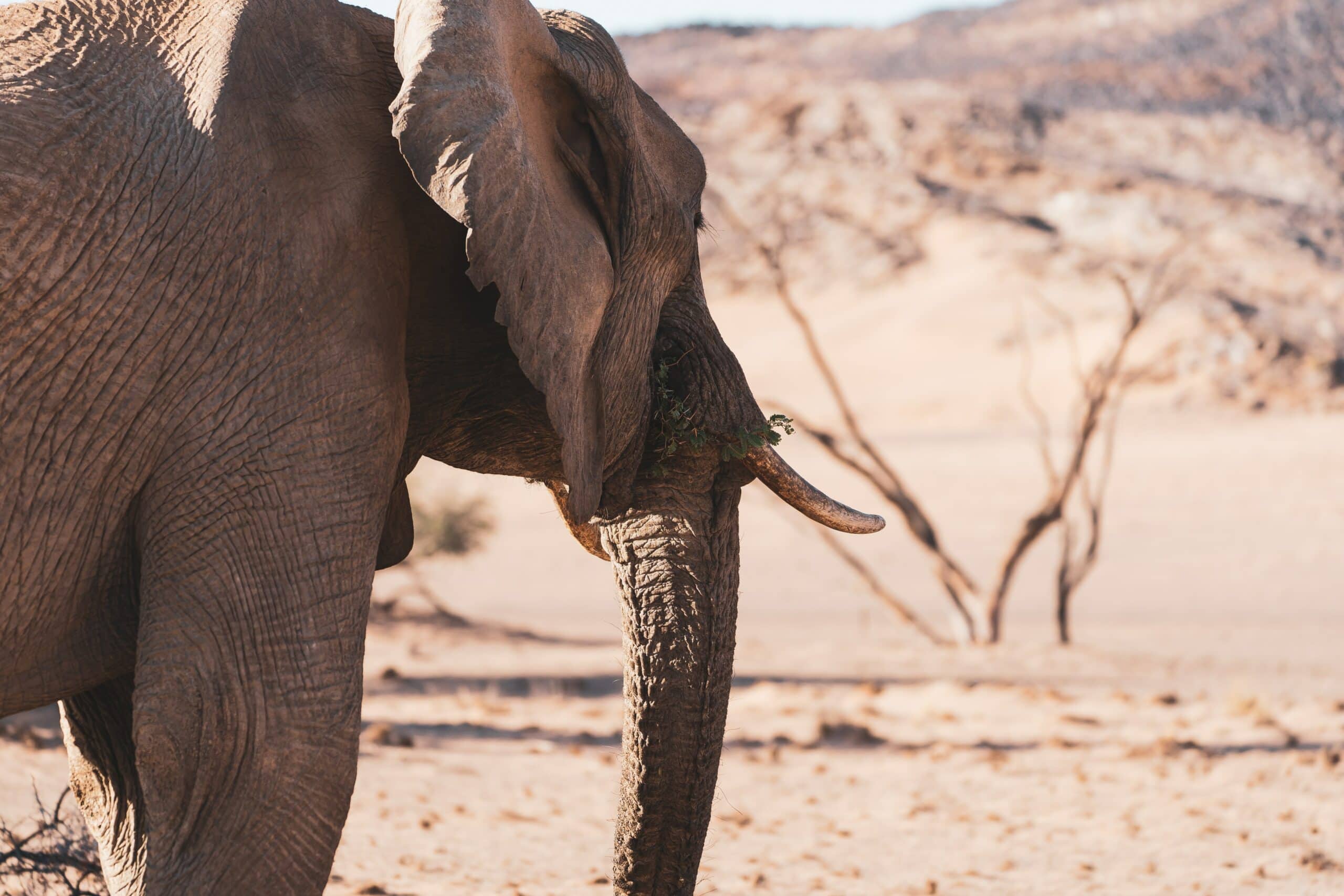 Etosha National Park, Namibia