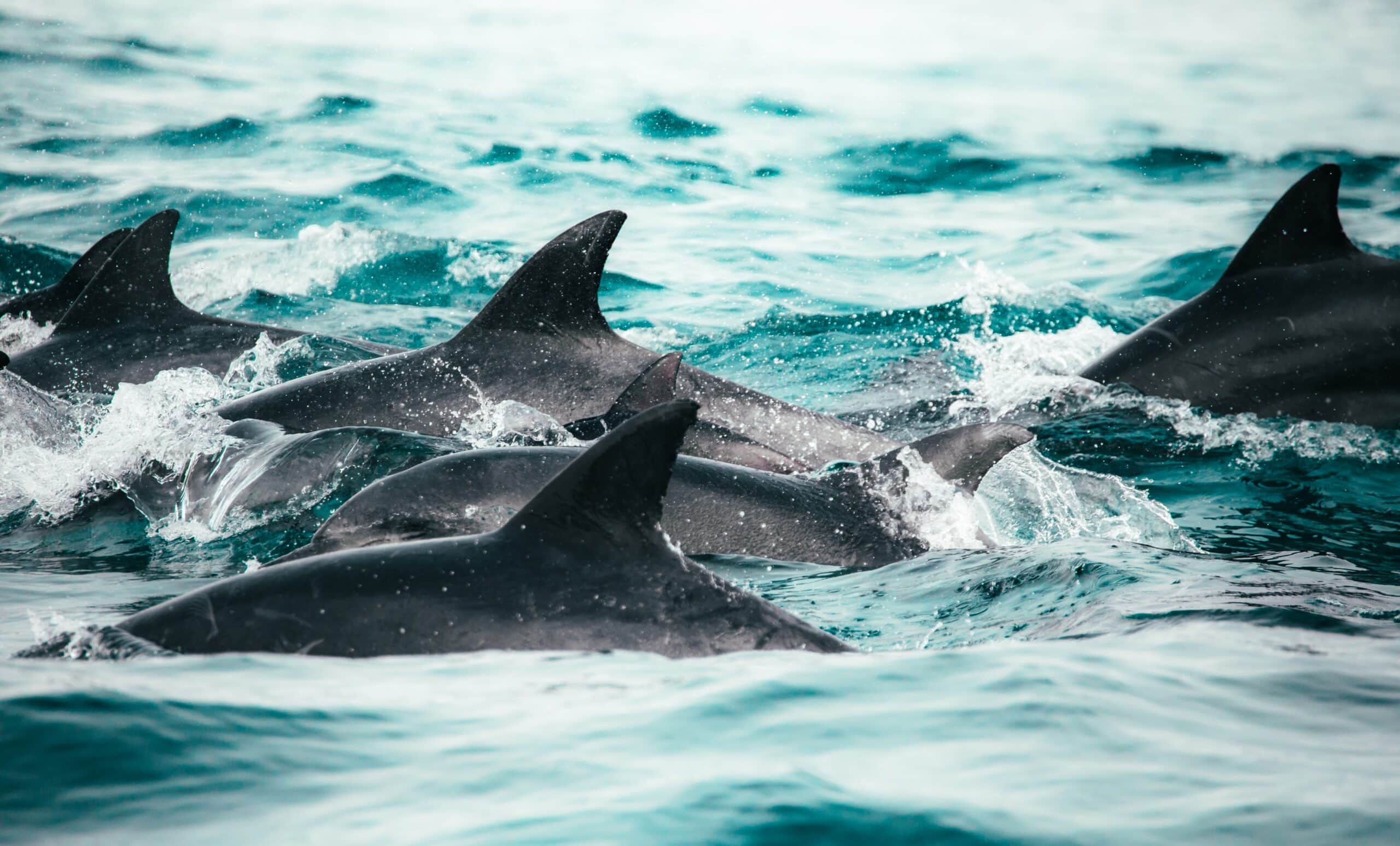 redcharlie-ybmLeNwgvAo-unsplash_knysna pod of dolphins
