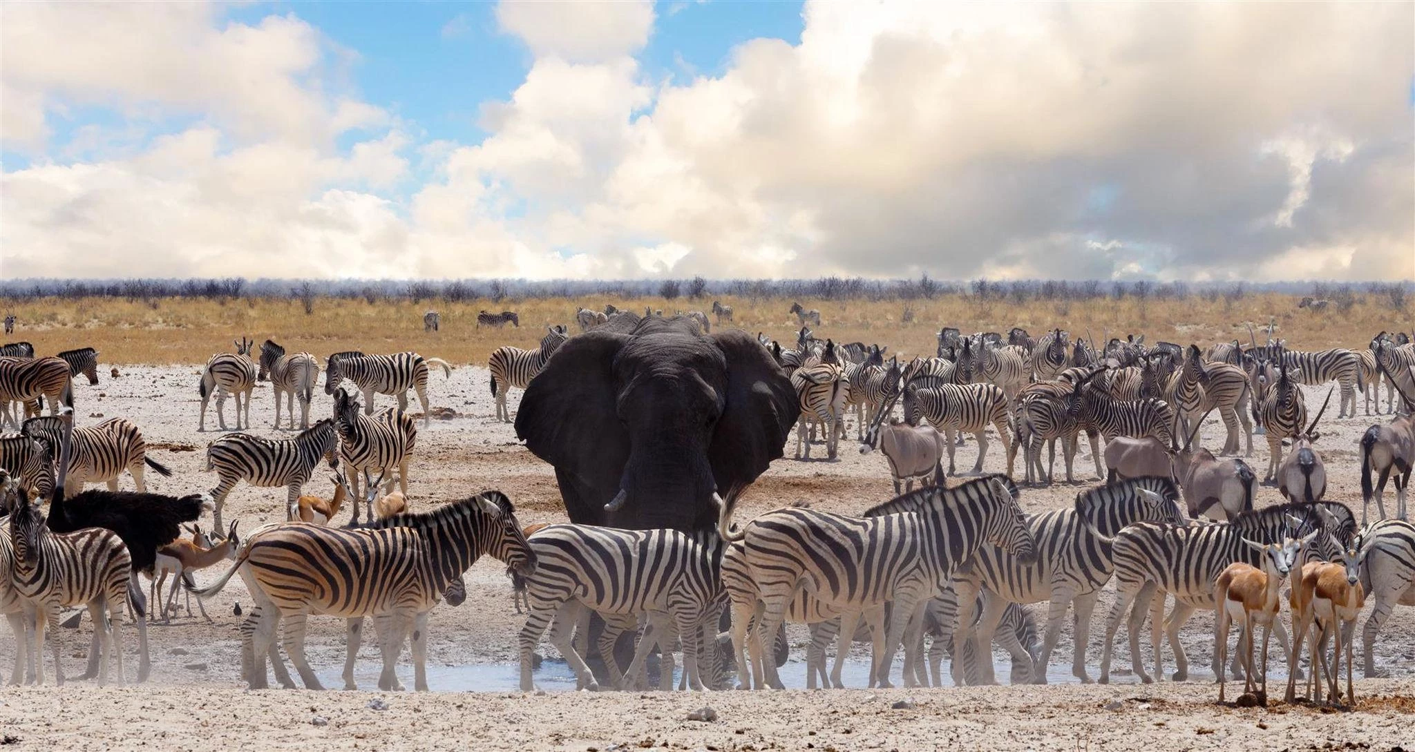 wildlife-zebra-and-elephant-in-etosha-national-park-namibia