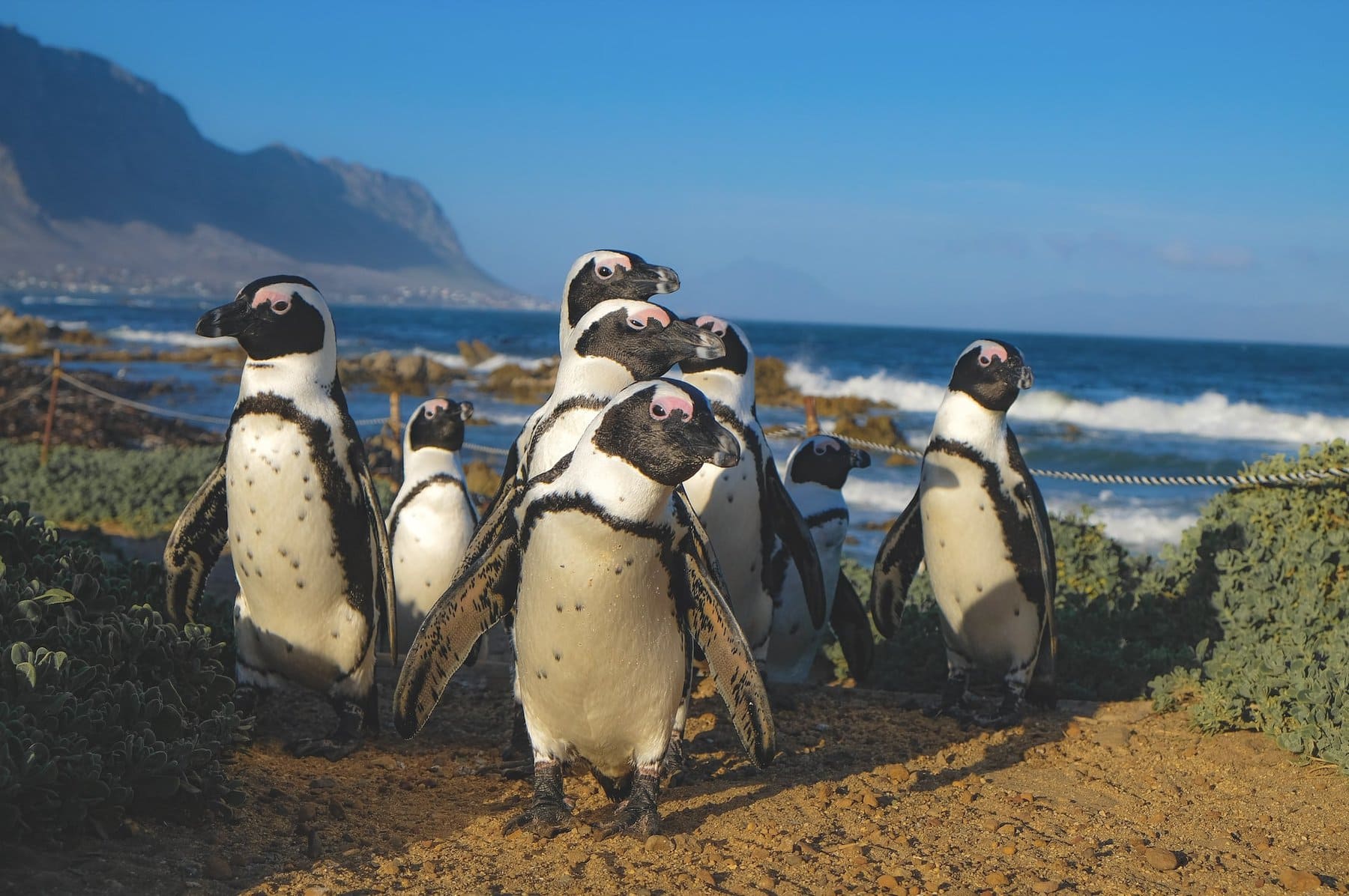 Discover Betty's Bay Penguin colony