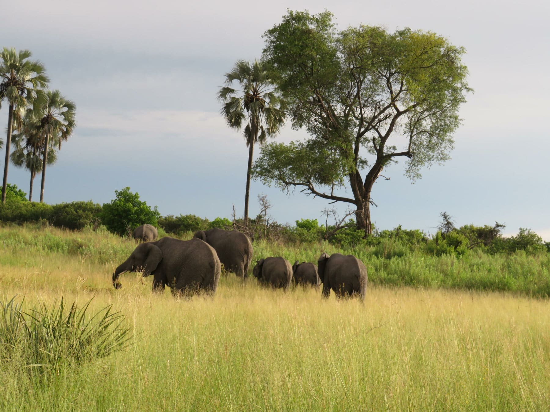 Okavango Delta, Botswana