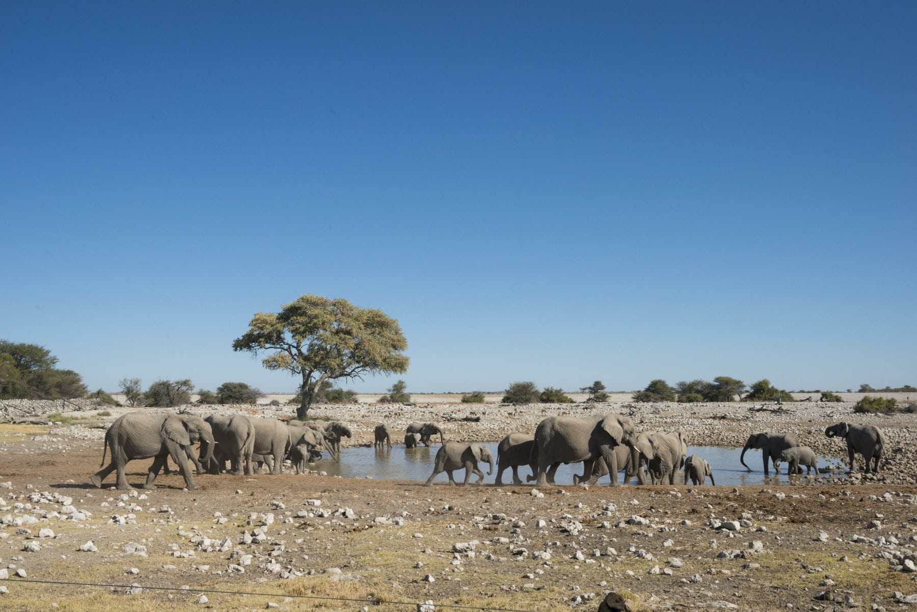 Etosha National Park, Namibia