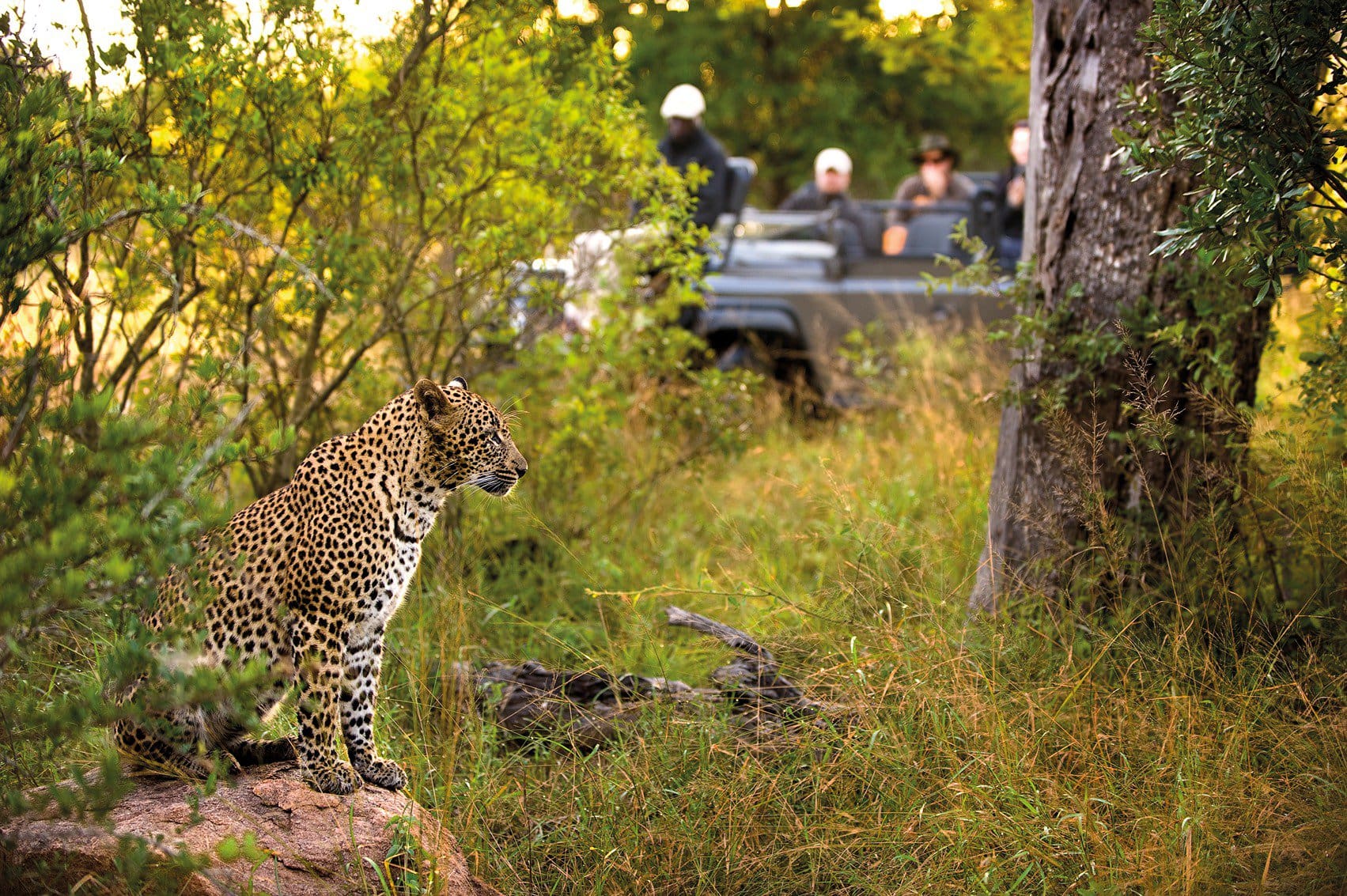 Sabi Sands, South Africa