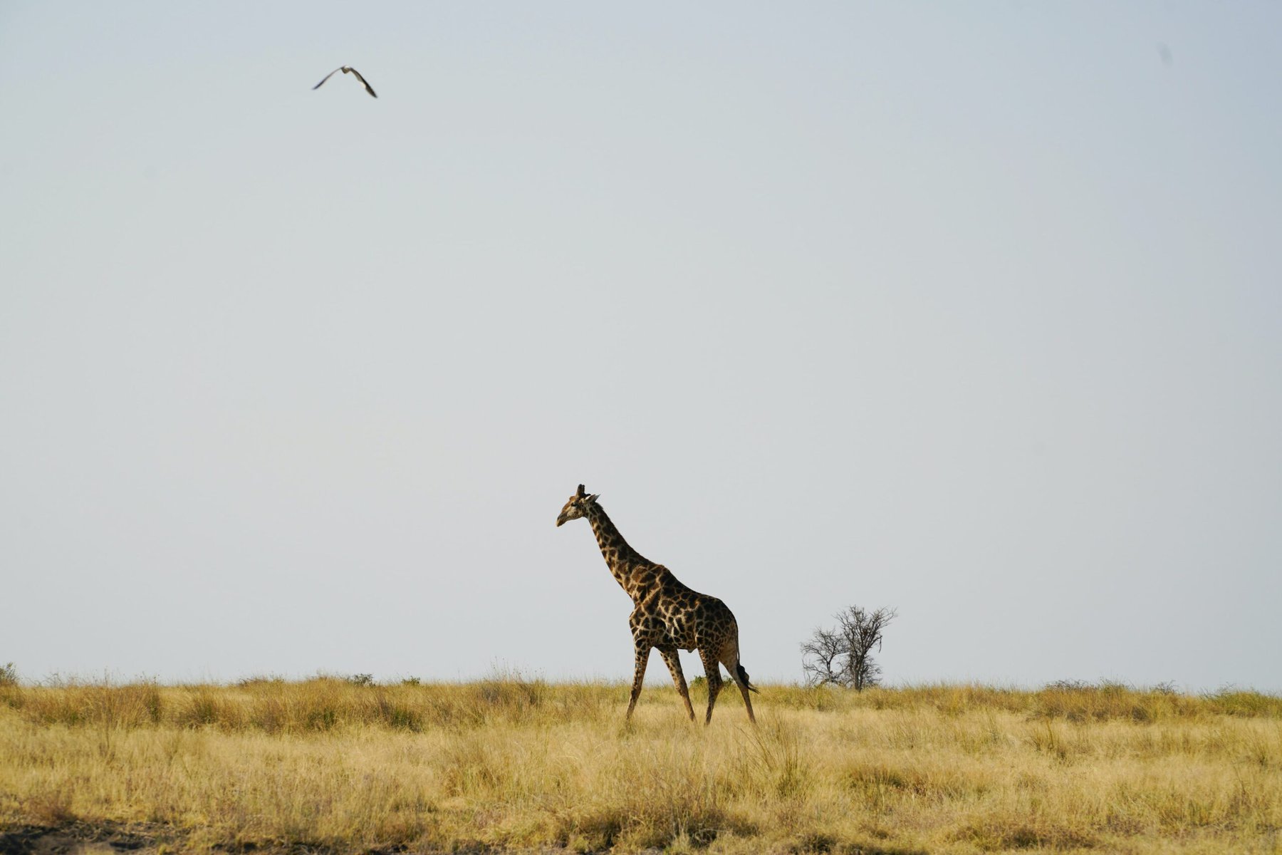 Damaraland, Namibia