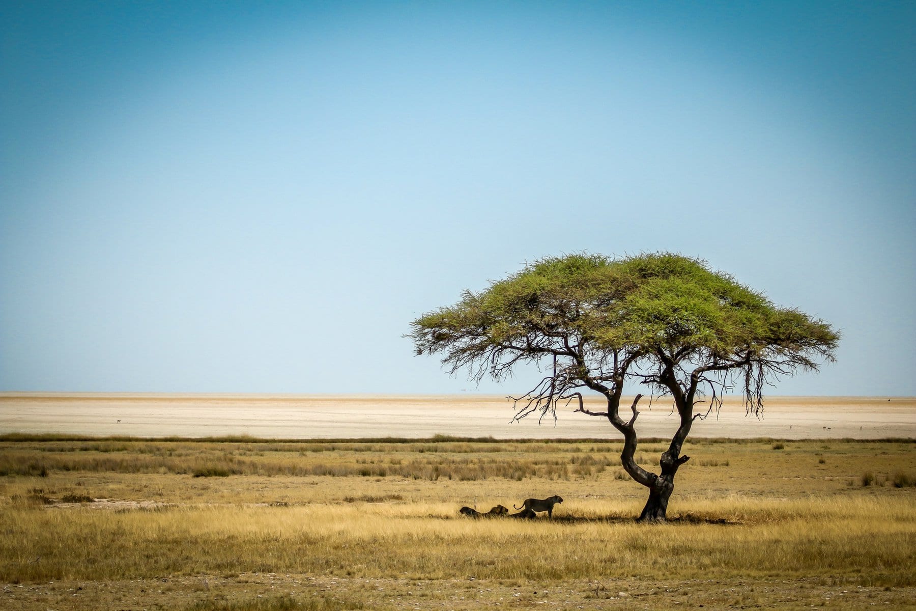 Etosha National Park, Namibia