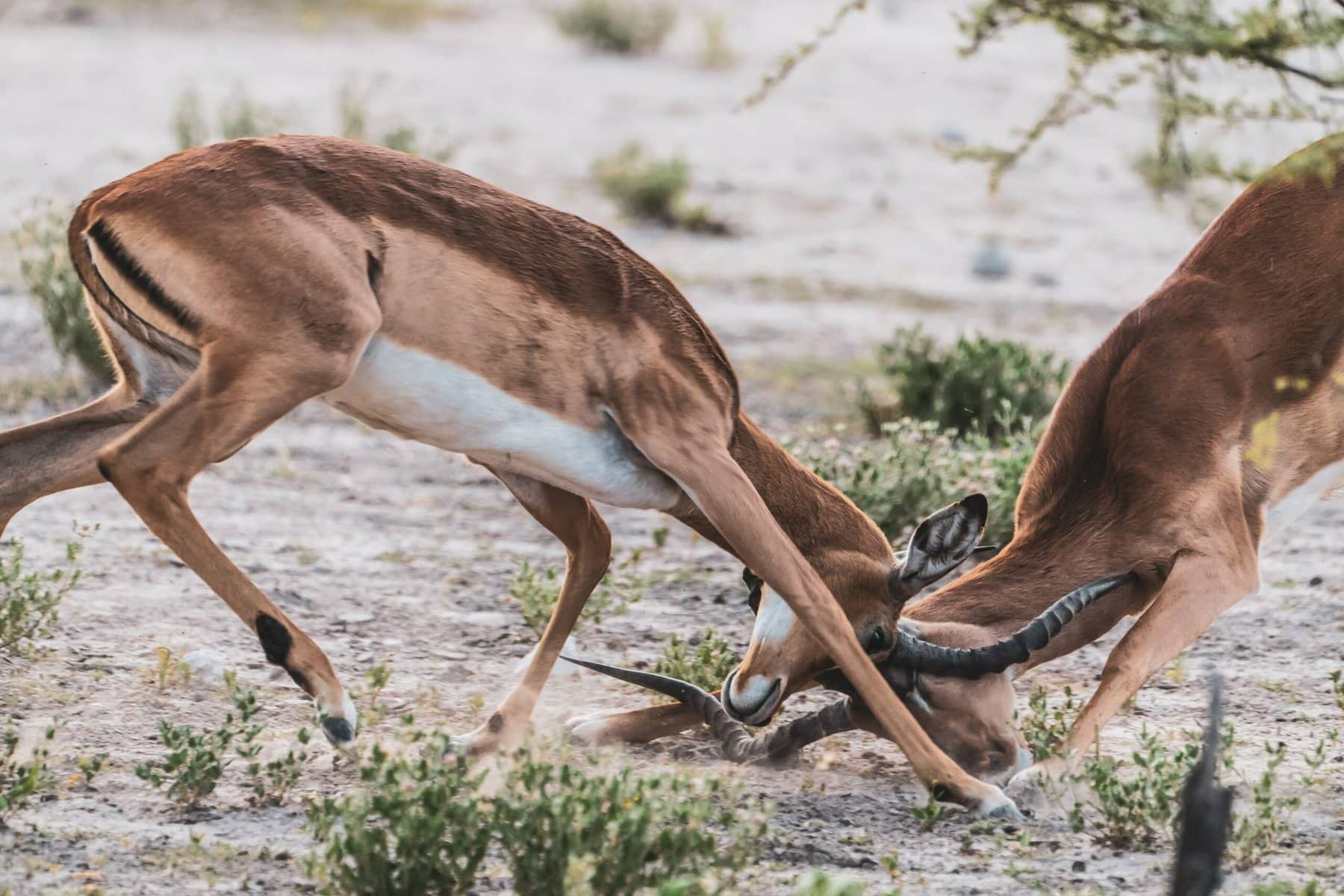 Etosha National Park, Namibia