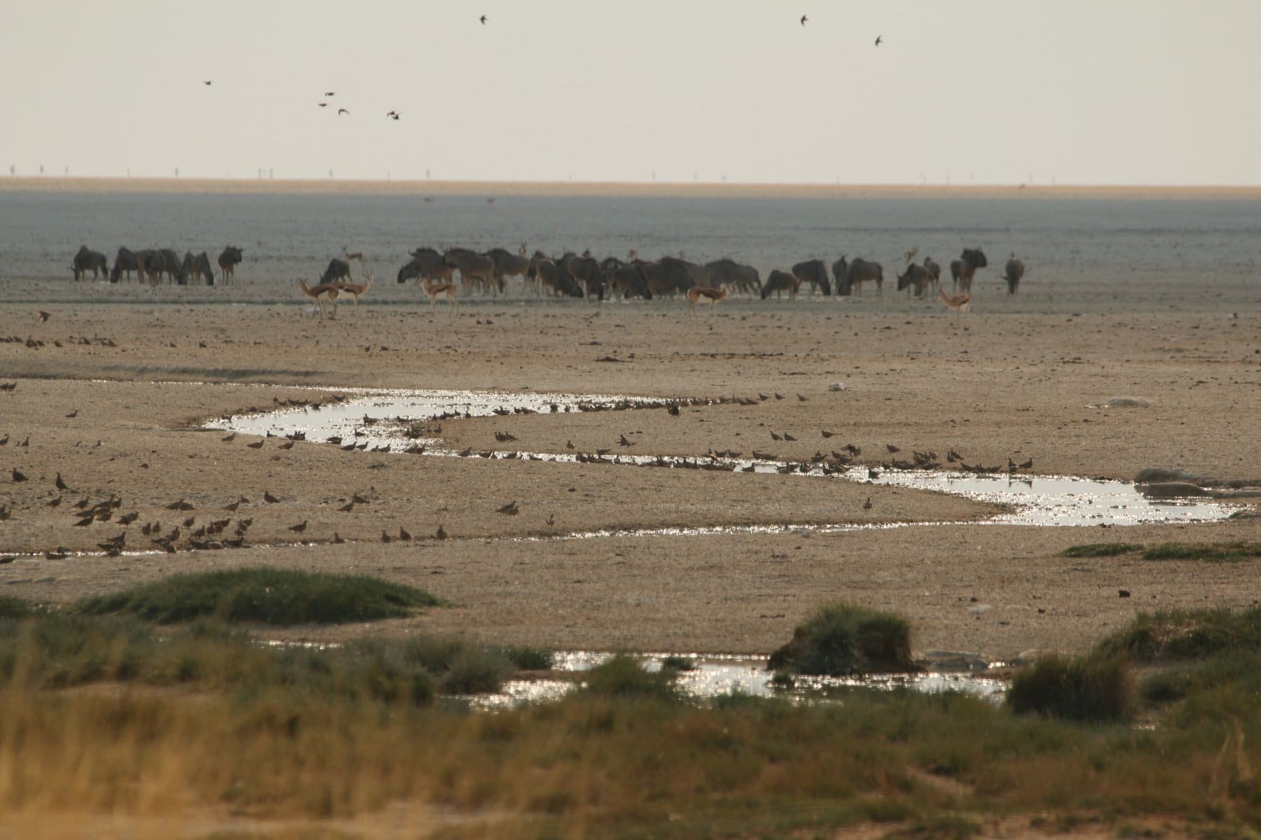 Etosha National Park, Namibia