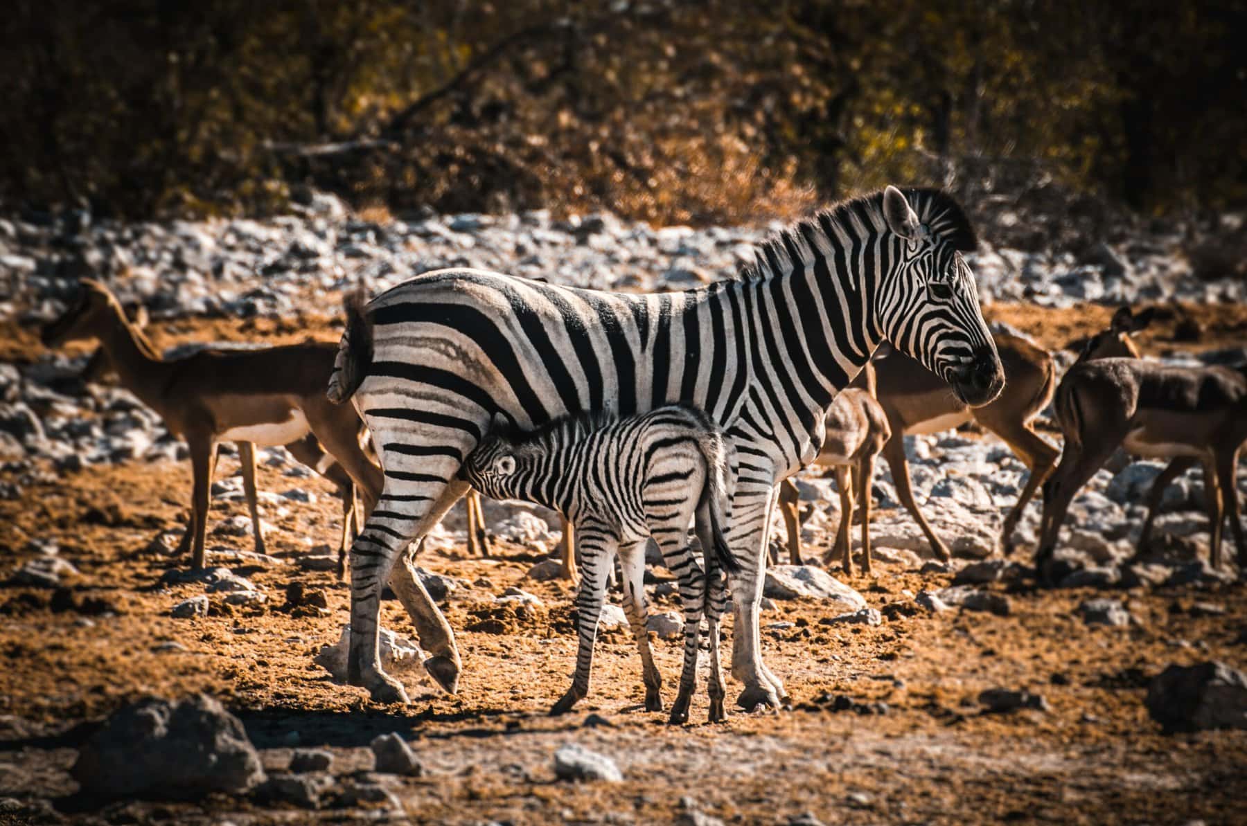 Around Etosha, Namibia