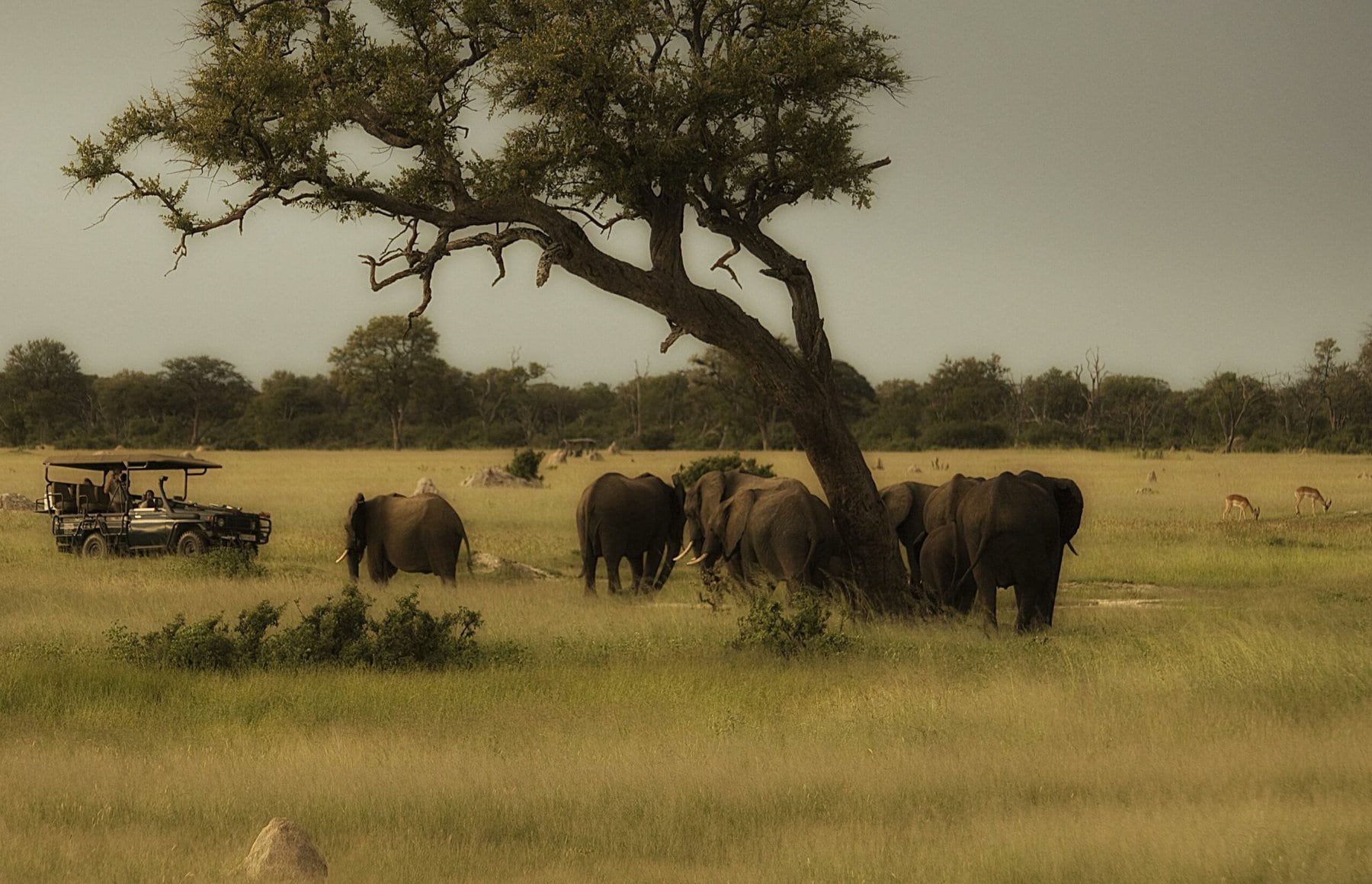 Hwange National Park, Zimbabwe
