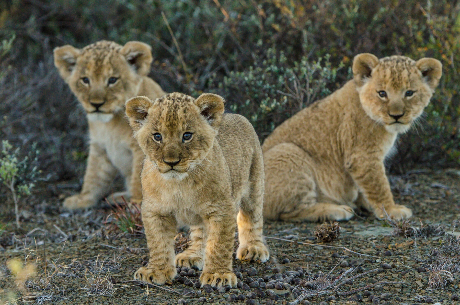 Kwandwe Game Reserve, South Africa