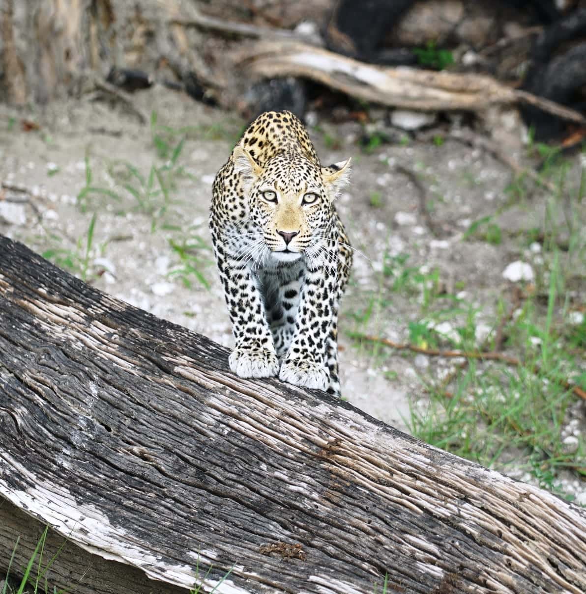 Chobe, Botswana