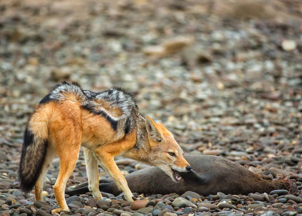 Skeleton Coast, Namibia