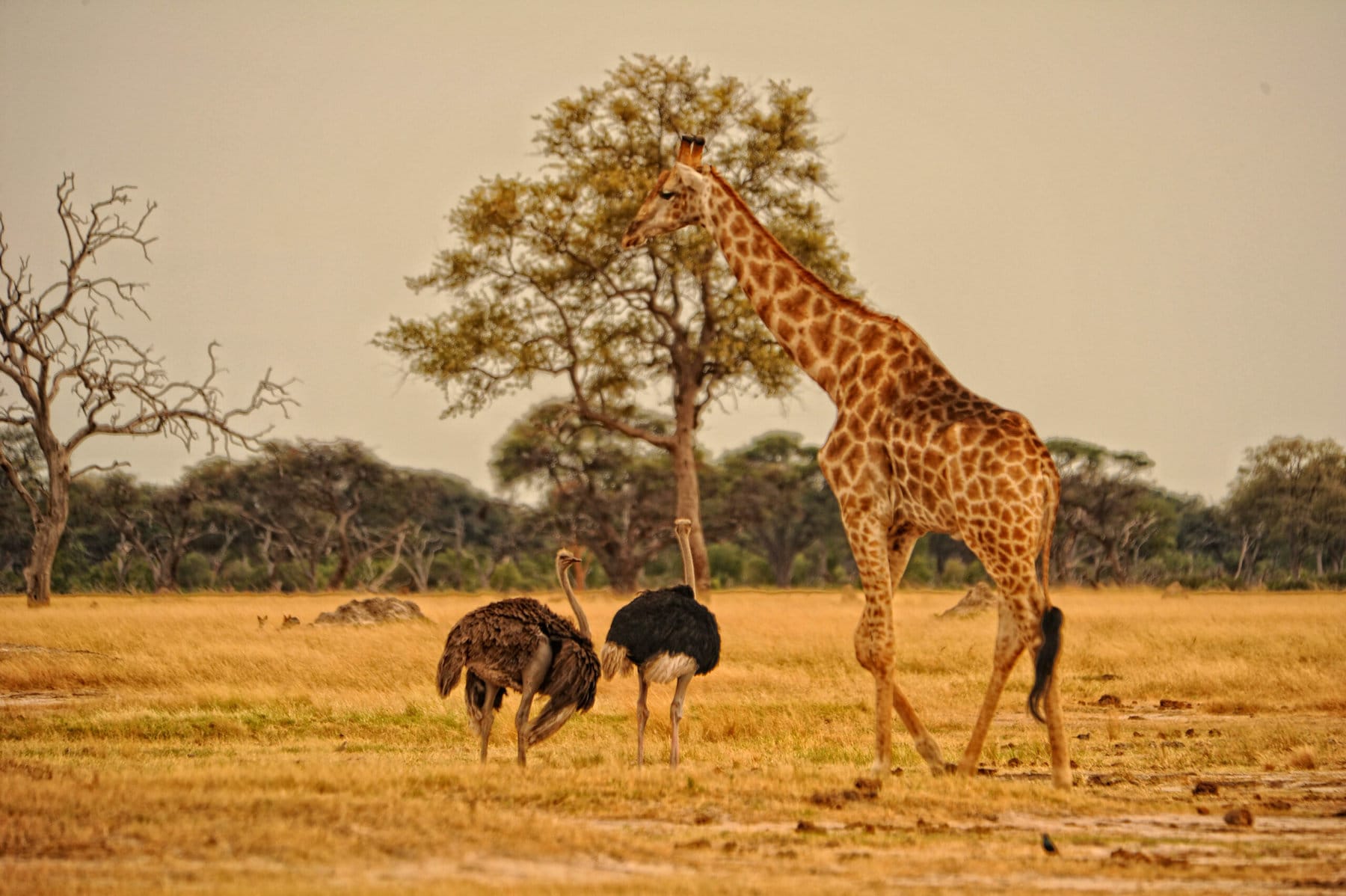 Hwange National Park, Zimbabwe