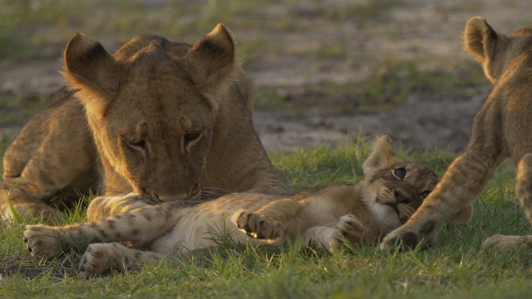 Hwange National Park, Zimbabwe