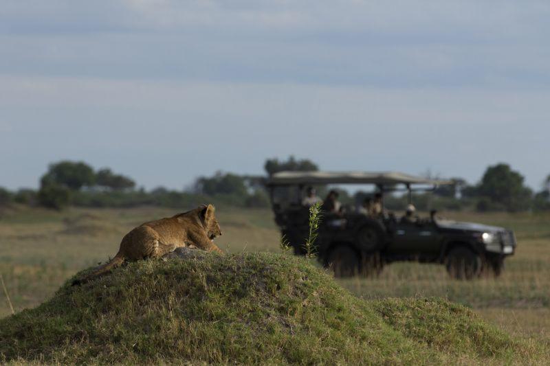 Duba Plains Camp