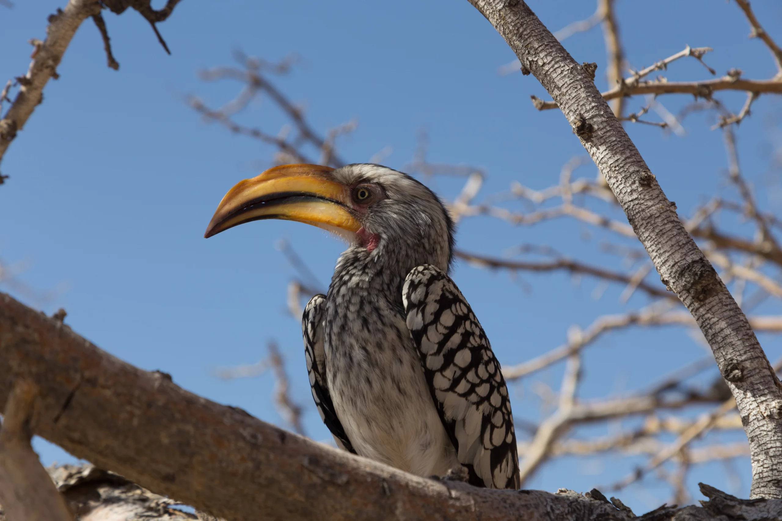 Southern Etosha National Park