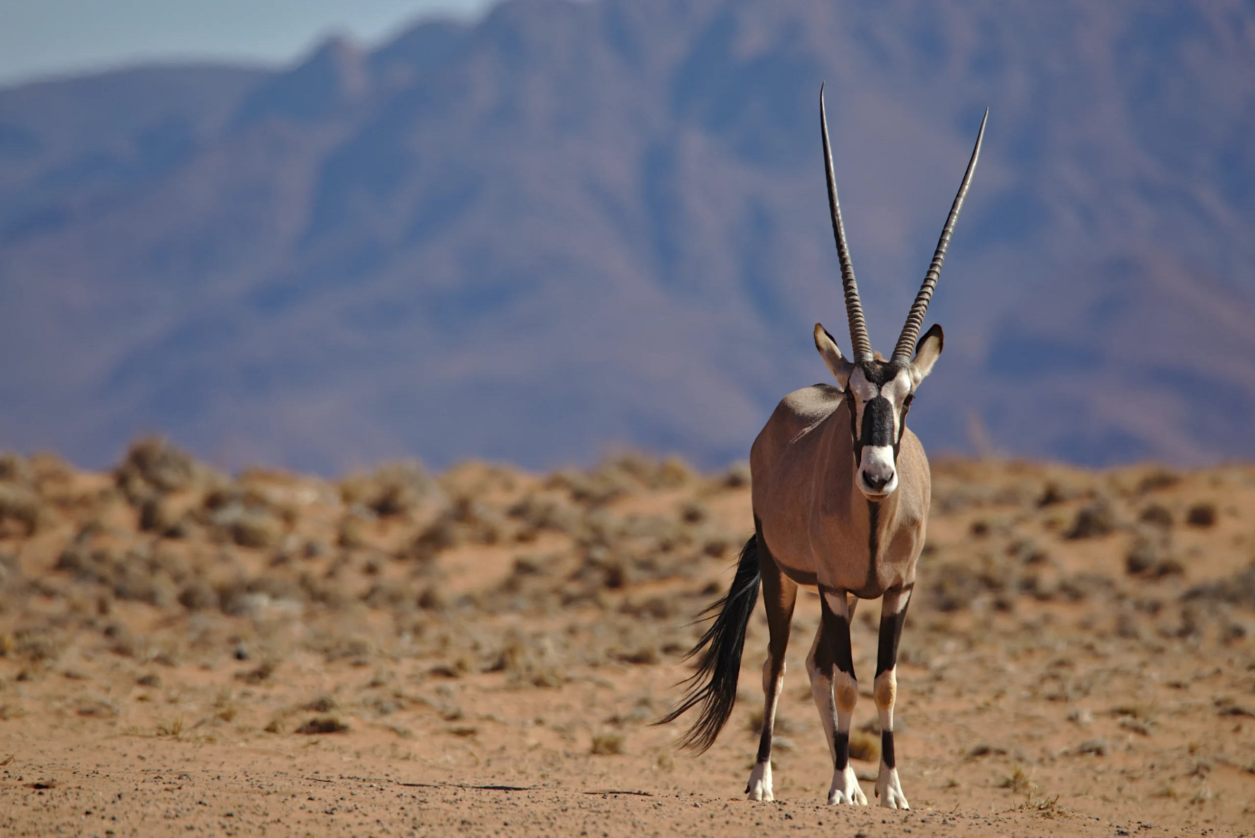 Damaraland