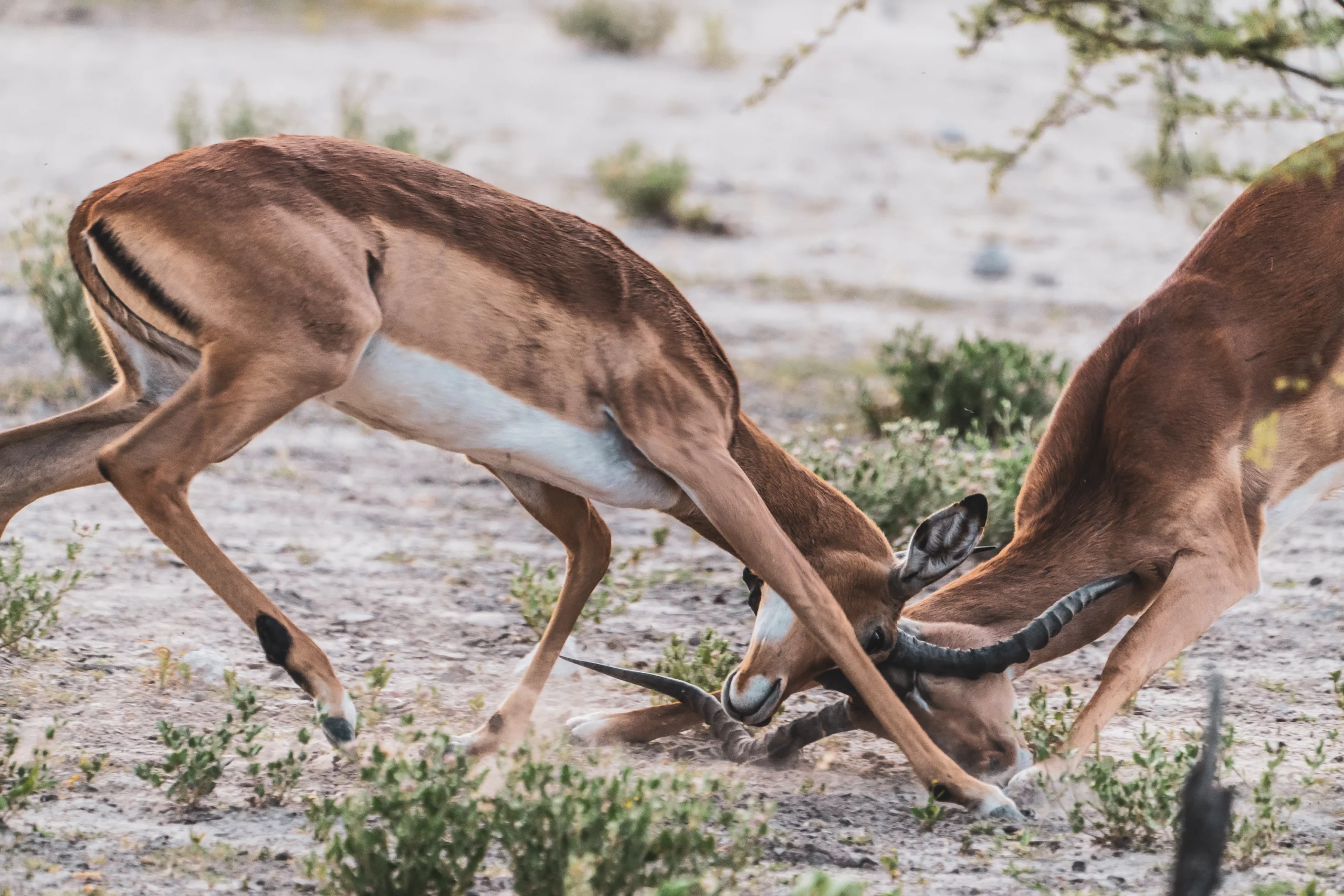 Etosha National Park, Namibia