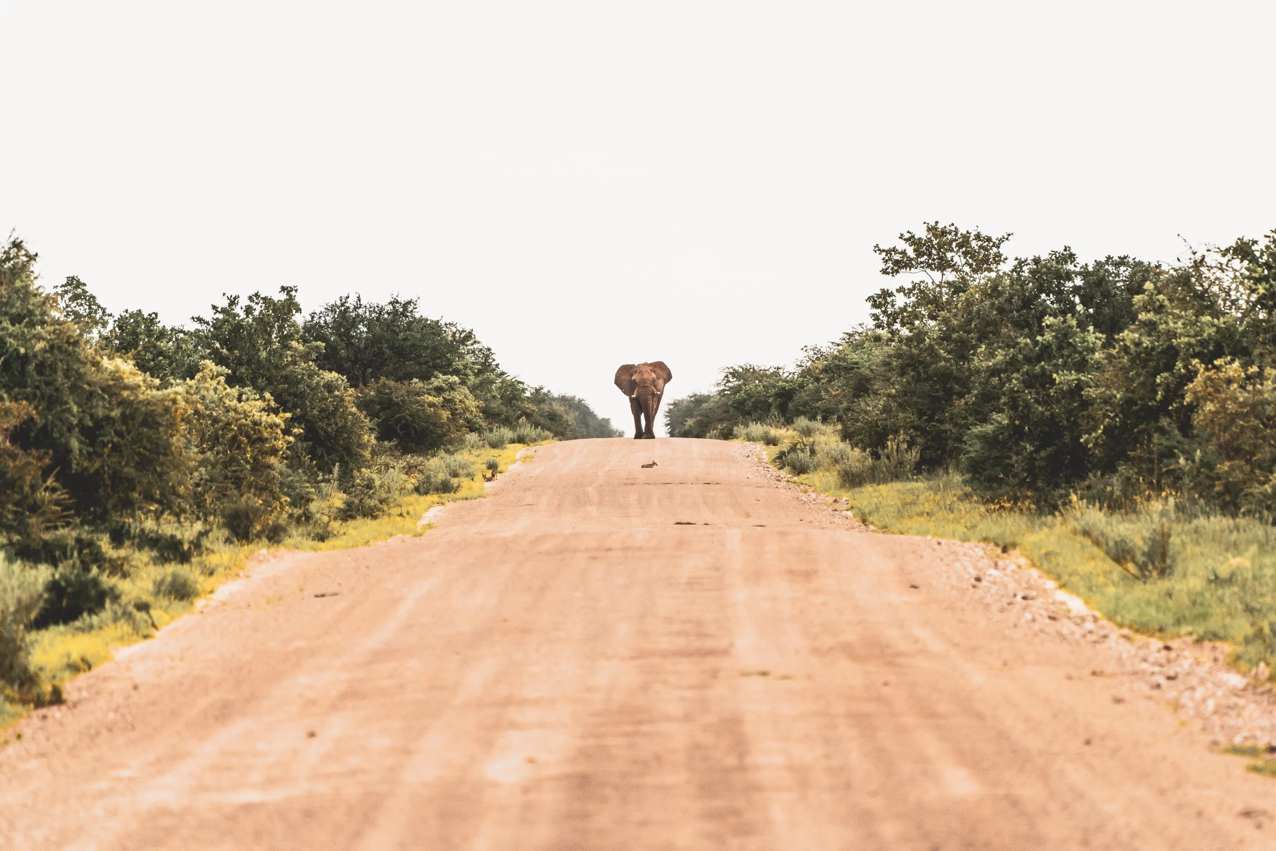Etosha National Park