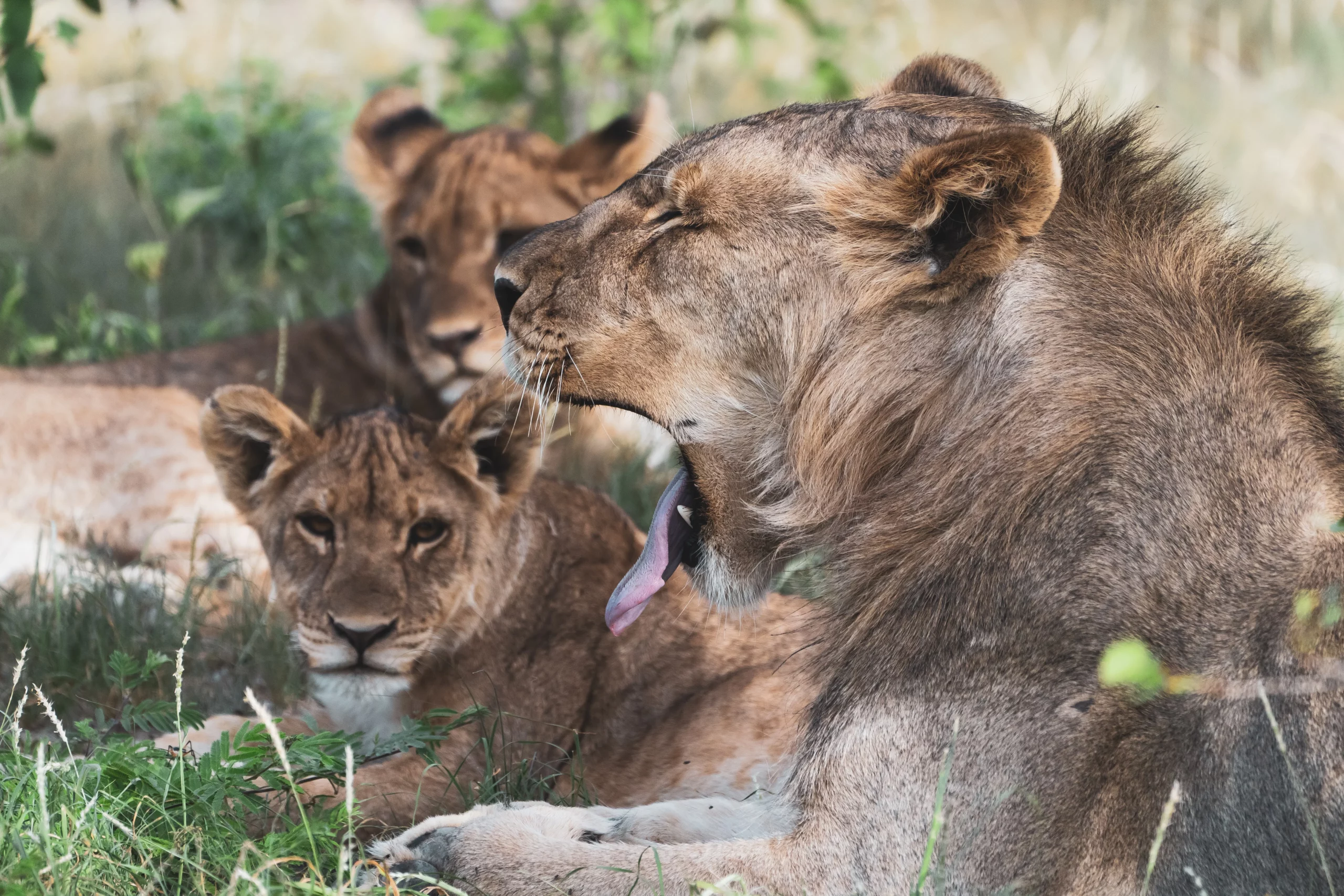 Etosha National Park