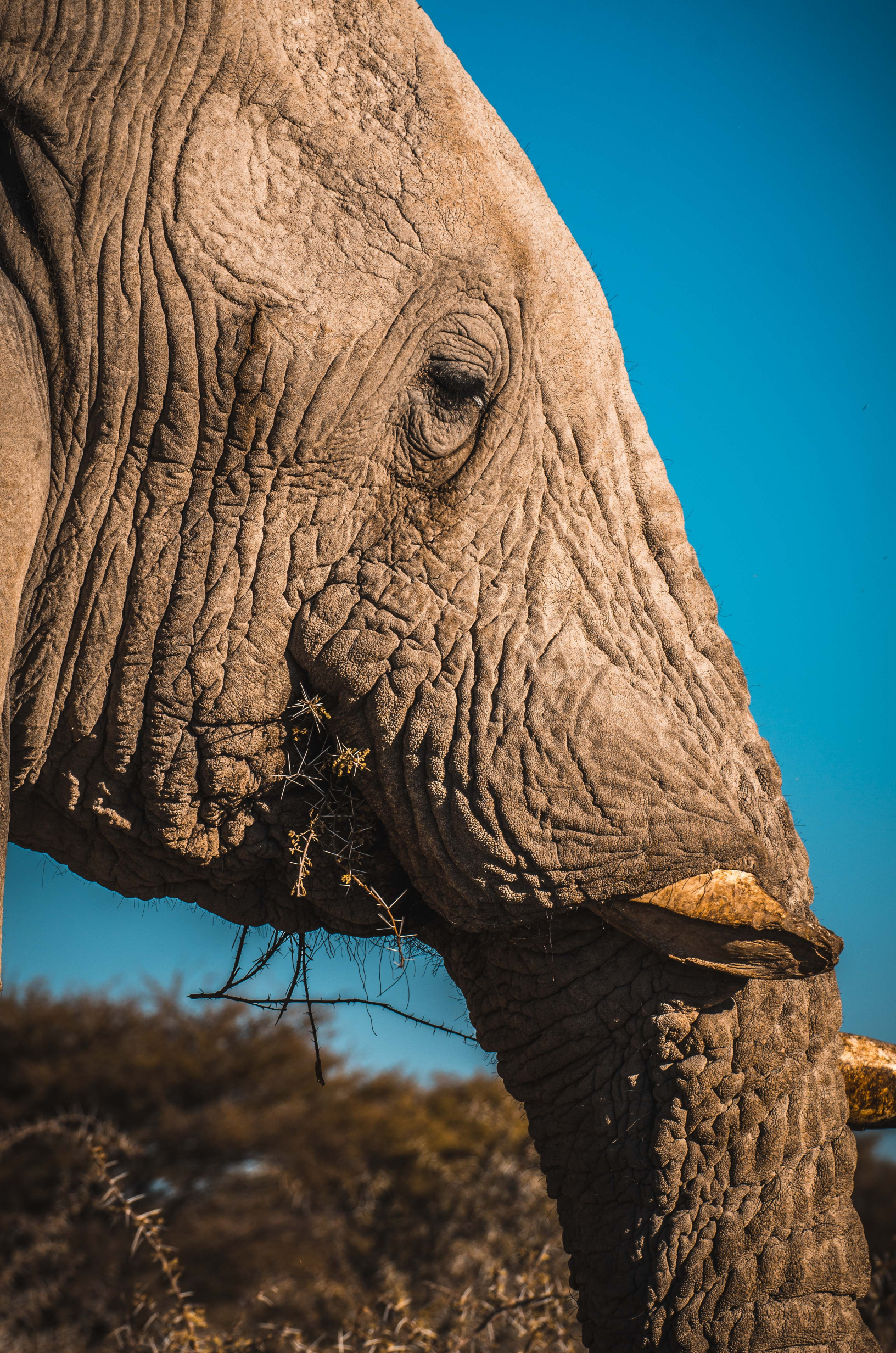 Otjimbondona Kalahari (Windhoek Outskirts)