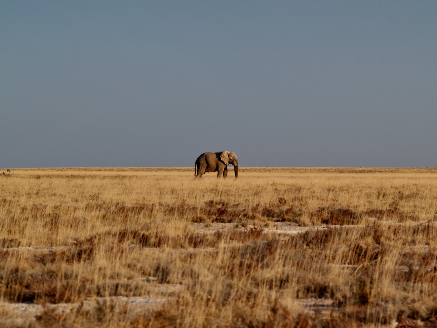 Etosha National Park, Namibia