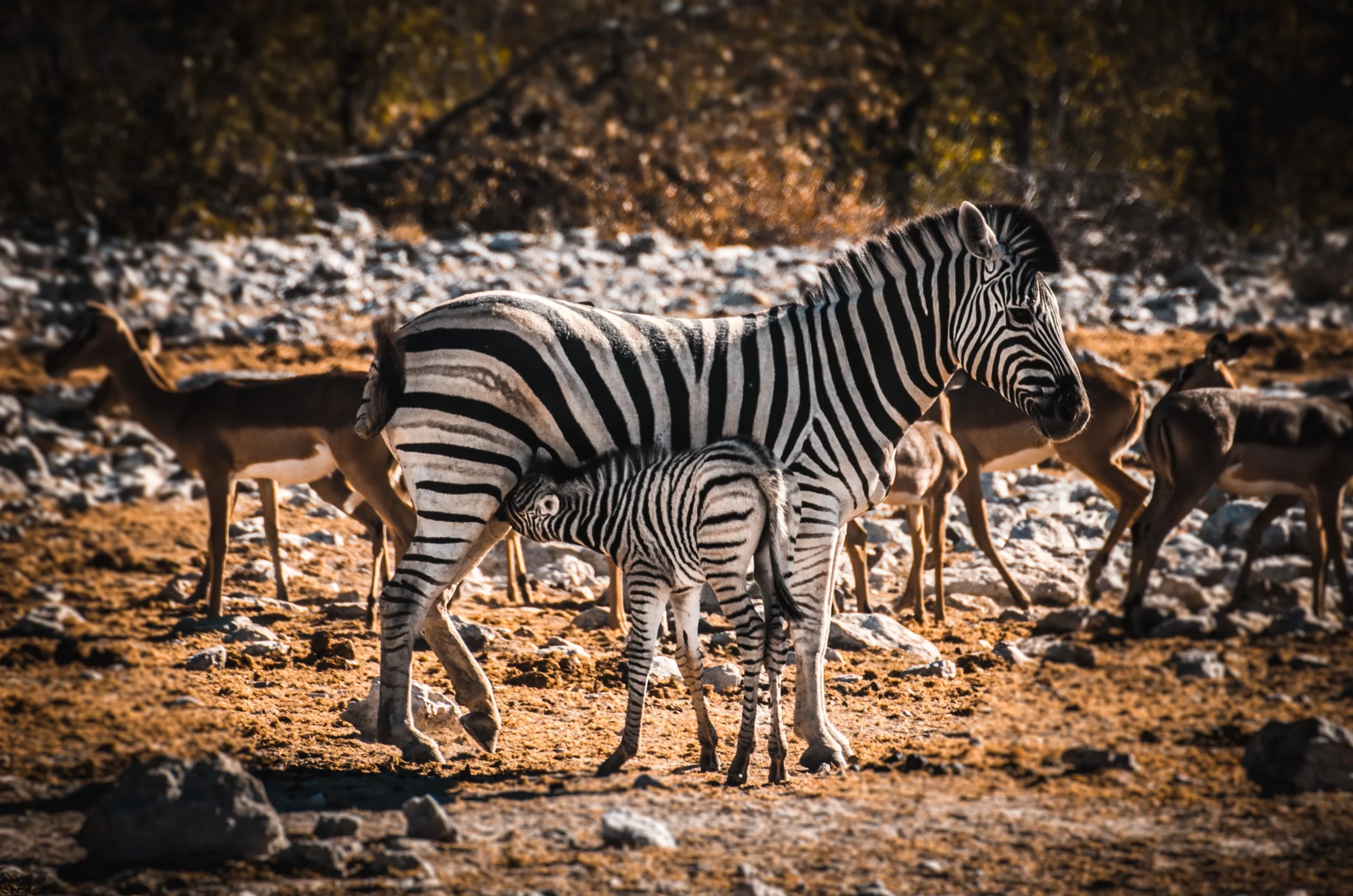 Southern Etosha National Park