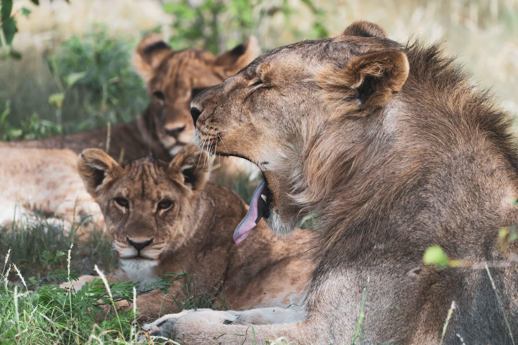 Etosha National Park, Namibia